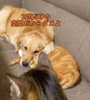 Hagumi:不行唷!請去找別的地方躺!(圖/TiKTok:hugairagolden) ▲Hagumi:不行唷!請去找別的地方躺!(圖/TiKTok:hugairagolden)