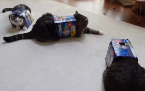 ▲貓貓們一起待在啤酒盒內消磨時間。（圖／Youtube：mugumogu）