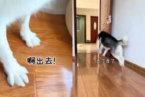 主人喊「出去」,可魯可立刻接收指令跑出去。(圖/Youtube:喵可醬【官方頻道】) ▲主人喊「出去」,可魯可立刻接收指令跑出去。(圖/Youtube:喵可醬【官方頻道】)