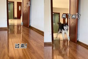 可魯可是隻隨叫隨到的哈士奇。(圖/Youtube:喵可醬【官方頻道】) ▲可魯可是隻隨叫隨到的哈士奇。(圖/Youtube:喵可醬【官方頻道】)