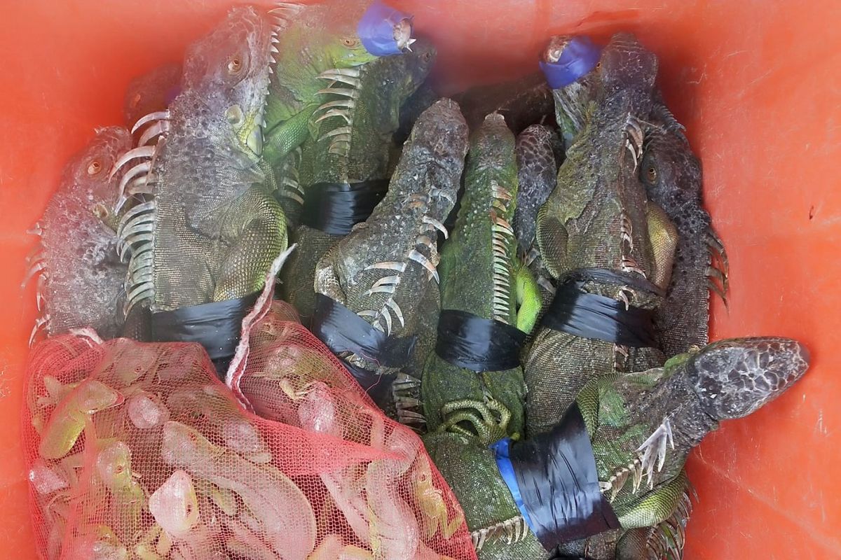 ▲原PO抓綠鬣蜥到消防局，因遭到錄影爆怒。（圖／翻攝自《爆料公社二社》）