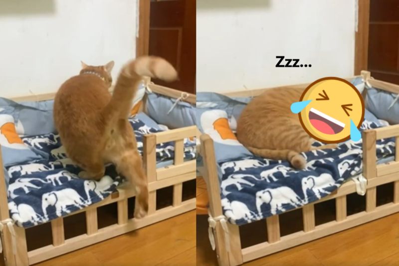 胖橘走上小床示範「一秒入睡」！網笑：像極平常下班的我
