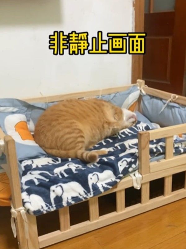 ▲果汁：Zzz……Zzz……（圖／小紅書帳號果汁是只大肥猫）