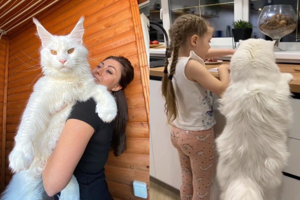 ▲俄羅斯一隻白色緬因貓身材超巨大，幾乎與小貓奴同高。（圖／IG帳號yuliyamnn）