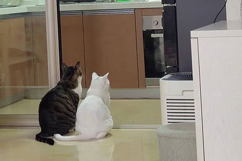 ▲中國兩隻貓咪乖乖站在廚房門口等待。（圖／小紅書帳號桃心爆米花）