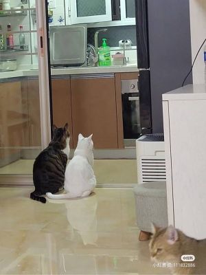 ▲因為阿嬤不讓貓進廚房，兩隻貓就乖乖站在門口等待，相當聽話。（圖／小紅書帳號桃心爆米花）
