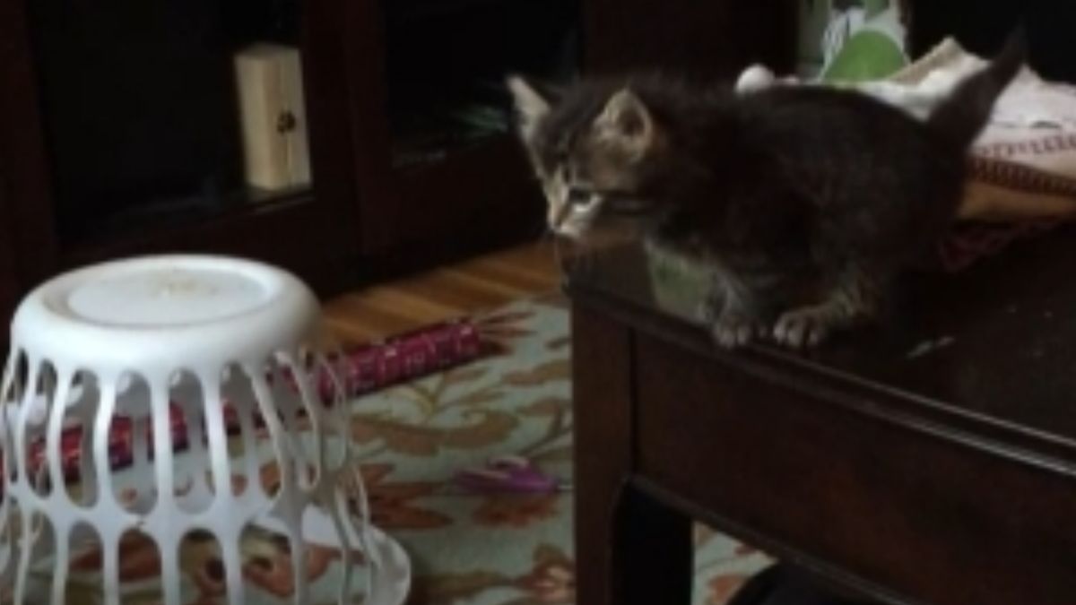 ▲有網友拍下，自家幼貓努力學習跳躍的畫面，模樣非常逗趣又可愛。（圖／AP美聯社／Jukin Media）