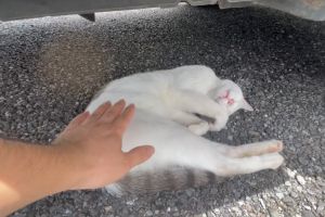 推主輕拍貓屁屁,但對方毫無感覺。(圖/Twitter:eIWHNnpLqkwkFwc) ▲推主輕拍貓屁屁,但對方毫無感覺。(圖/Twitter:eIWHNnpLqkwkFwc)