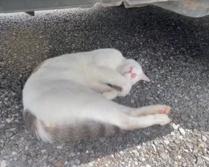 ▲看來車底下非常舒服，怎麼樣都叫不起這隻熟睡的貓咪。（圖／Twitter：eIWHNnpLqkwkFwc）