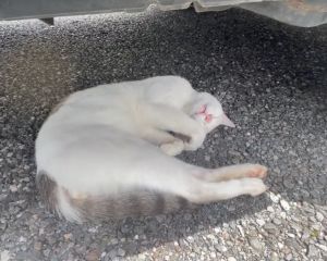 看來車底下非常舒服,怎麼樣都叫不起這隻熟睡的貓咪。(圖/Twitter:eIWHNnpLqkwkFwc) ▲看來車底下非常舒服,怎麼樣都叫不起這隻熟睡的貓咪。(圖/Twitter:eIWHNnpLqkwkFwc)