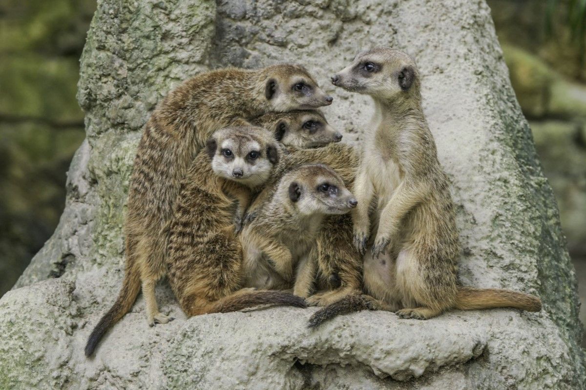 ▲狐獴家族暗藏多條潛規則，保育員努力護和平：「別打架」。（圖／臺北市立動物園授權提供,詹德川攝）