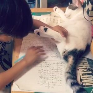 ▲這天小男孩寫功課時，因為貓咪擋住作業本，只好先開牠的大腿。（圖／AP美聯社／Jukin Media）