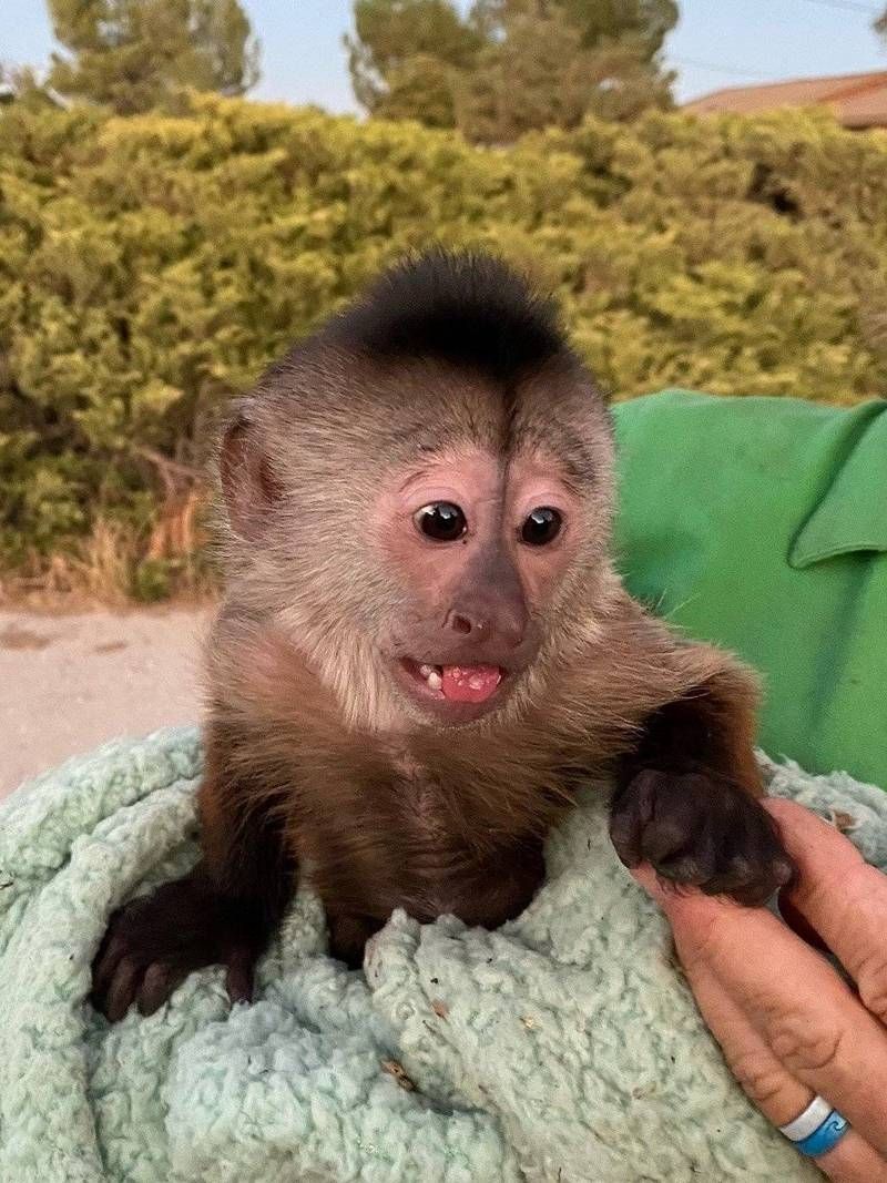 動物園捲尾猴意外撥通報案電話　驚動加州警方
