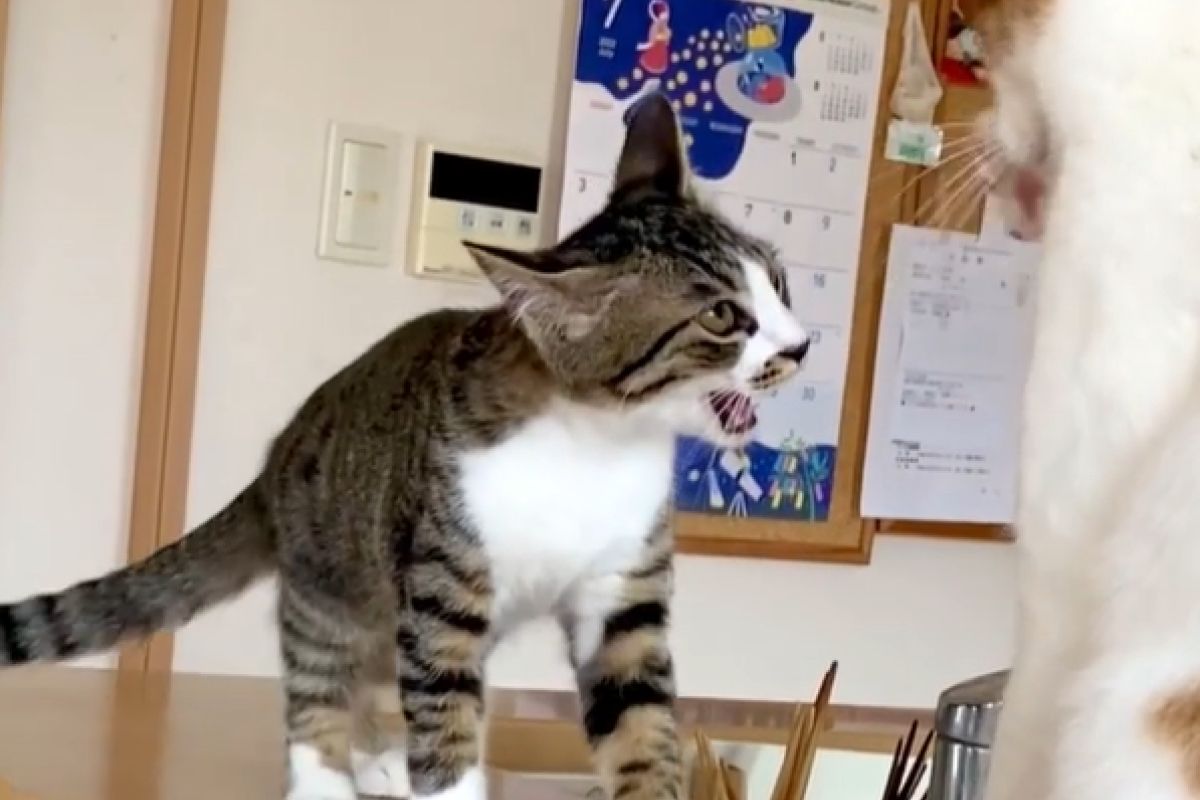 ▲小屁喵無理取鬧地出拳攻擊，淡定大貓蓋頭制止：「你鬥不過我」。（圖／Instagram：el_ise028） 