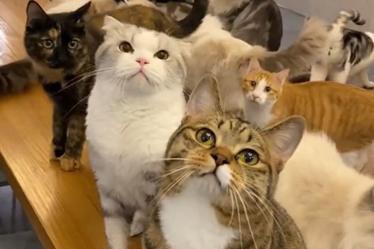 ▲心機貓桌邊扭扭撒嬌，見同伴爭寵竟1反應回擊：「休想搶我奴才」。（圖／抖音：Gumaoo） 