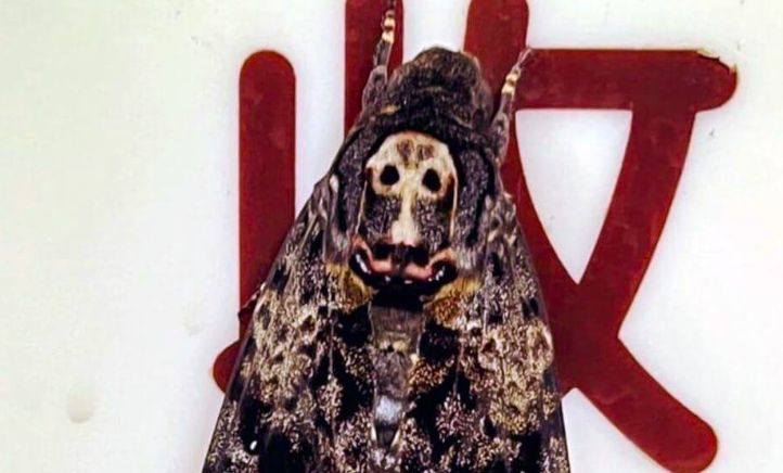 ▲嘉義市立殯儀館解剖室外面牆壁連續3天出現一隻「鬼臉天蛾」，牠的背面有類似鬼臉或骷髏頭形狀斑紋，還會發出吱吱聲。（民眾提供）中央社記者黃國芳傳真 111年8月17日