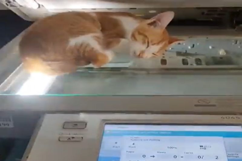 貓咪爽睡影印機！遭印出「高清露肚照」　百萬網友喊：+1
