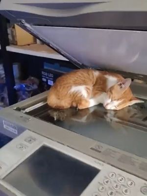 ▲一隻橘白小貓正在影印機上熟睡。（圖／推特帳號TweetsOfCats）