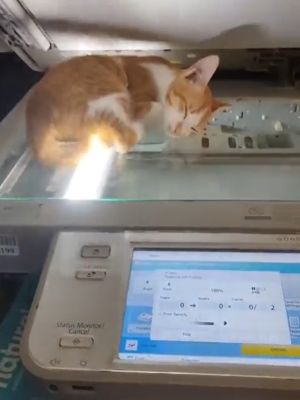 ▲影印機開始掃描，小貓完全沒發現，持續酣睡中。（圖／推特帳號TweetsOfCats）