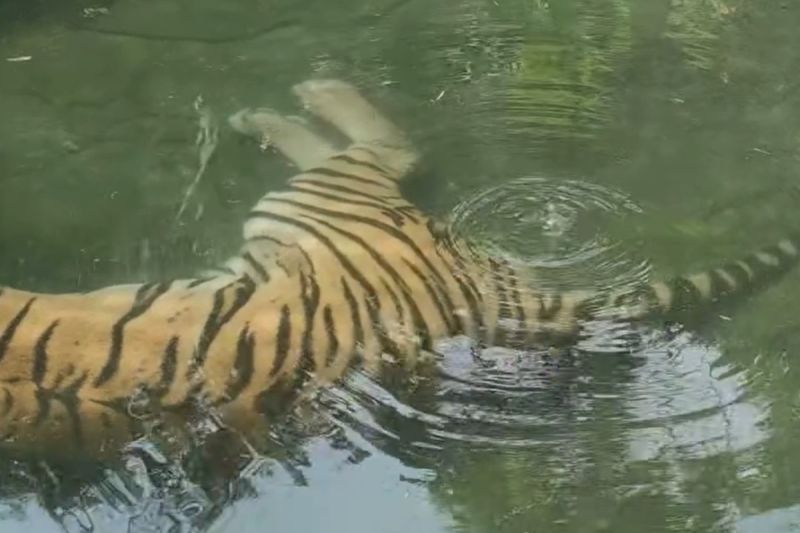 ▲一隻泡澡的東北虎被遊客發現在水底「放屁」而聲名大噪。（圖／翻攝自微博@feel1ikeMonSter_飯）