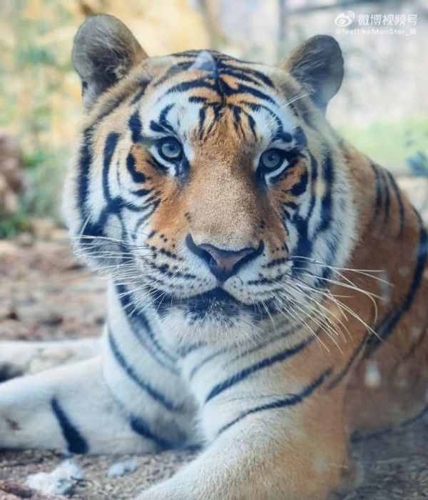 ▲江蘇省的「南京紅山森林動物園」裡有一隻的4歲東北虎「咖啡」。（圖／翻攝自微博@feel1ikeMonSter_飯）