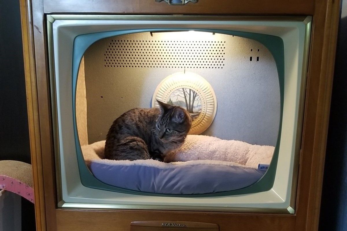 ▲動手玩創意，網友爸爸用舊型電視做貓床，成品融化五十萬人。（圖／Twitter：biggestweiner）