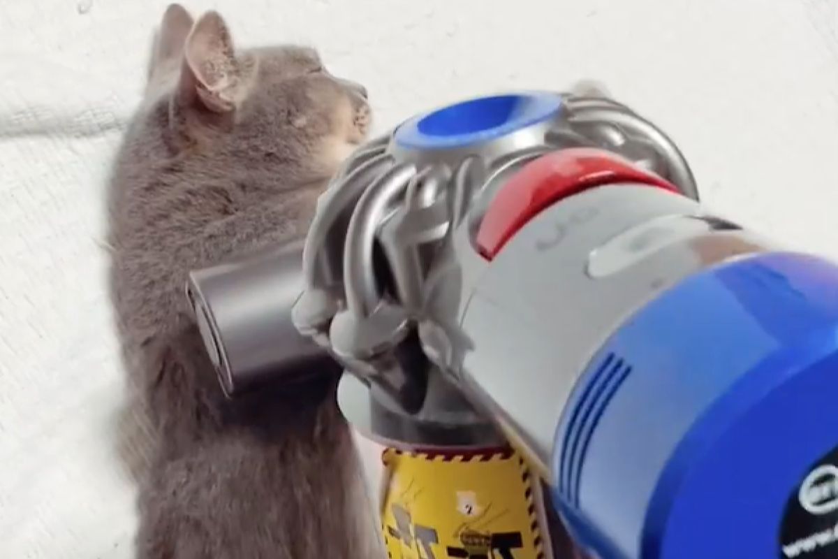 ▲吸塵器還有這用途，小貓躺地排隊等按摩：「太舒服了」。（圖／Instagram：nekochan_to_medaka） 