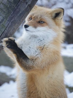 ▲推主因為很喜歡狐狸，經常走訪各地拍攝狐狸的蹤跡。（圖／推特帳號ttt_zegu952）