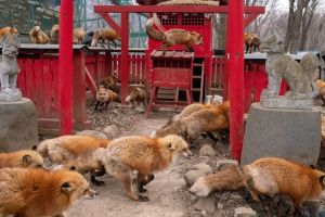 稻荷神社前「2神使」玩相撲!網笑︰在爭豆皮壽司? ▲其中「藏王狐狸村」是最知名的賞狐聖地。(圖/推特帳號ttt_zegu952)