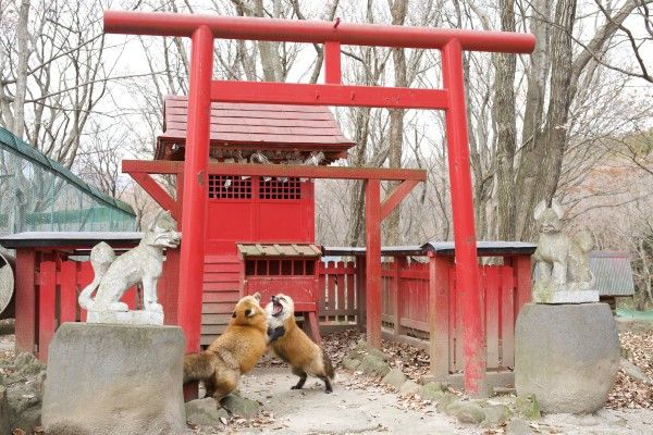 ▲日前推主看見藏王狐狸村裡有兩隻狐狸正在鳥居下吵架。（圖／推特帳號ttt_zegu952）