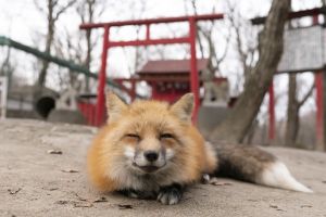 稻荷神社前「2神使」玩相撲!網笑︰在爭豆皮壽司? ▲狐狸C:吵什麼?是偶吃的啦,嘻嘻!(圖/推特帳號ttt_zegu952)