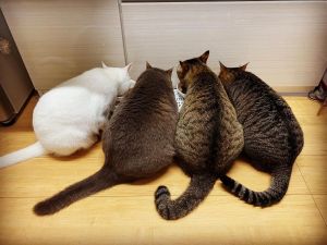 ▲網友家養了四隻貓咪。（圖／Instagram：nekochan_to_medaka） 