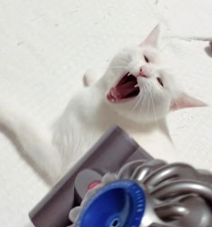 ▲白貓：換我了！快來！（圖／Instagram：nekochan_to_medaka）