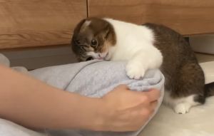 ▲抱媽媽大腿！（圖／Youtube： Scosco Poko Taro & Uma Jiro ～貓頻道～）