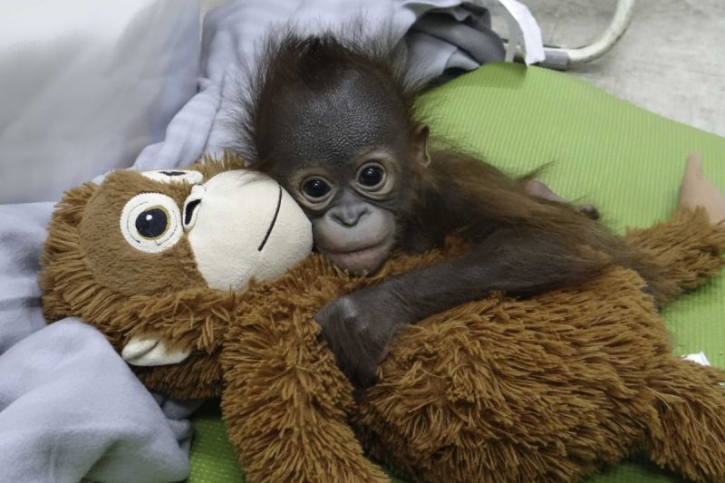 世界紅毛猩猩日！北市動物園喜迎「猩寶寶」　抱娃睡超萌