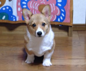離婚的兩人都希望可以帶走愛犬。(示意圖/取自photo AC) ▲離婚的兩人都希望可以帶走愛犬。(示意圖/取自photo AC)
