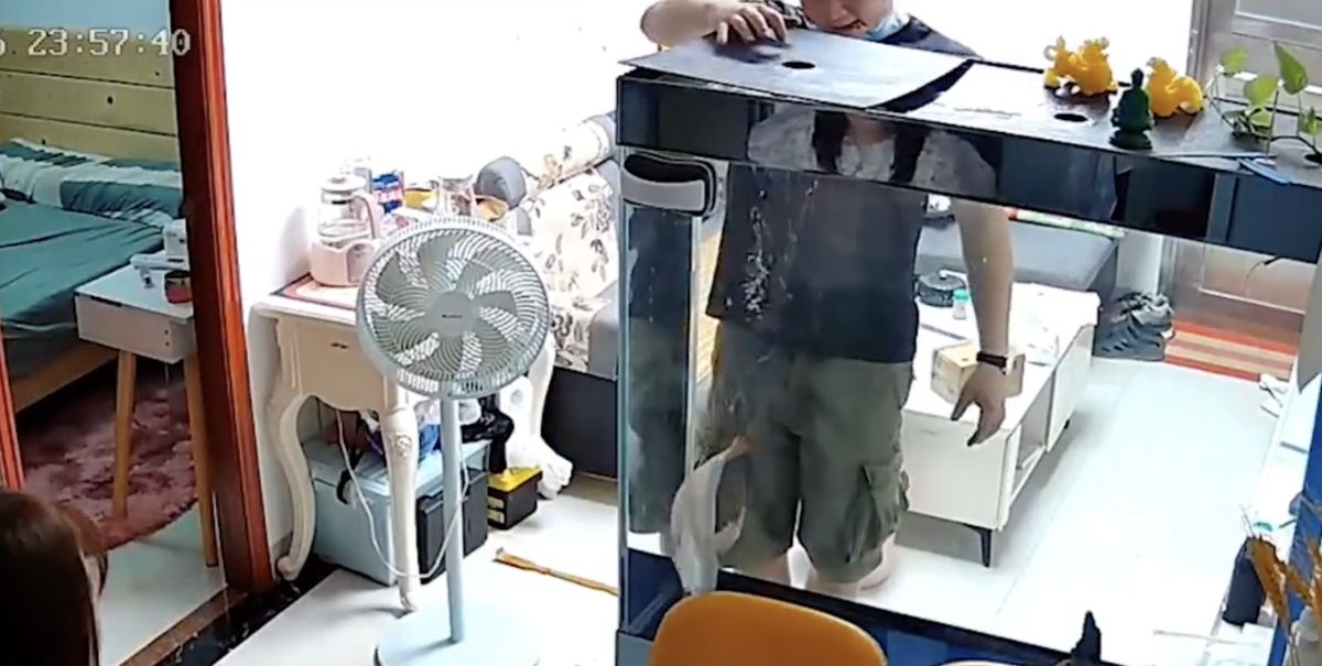 ▲老公發現魚缸內養了多年的魚不見了，仔細尋找後發現竟躺在魚缸上。（圖／翻攝自微博「星視頻」）