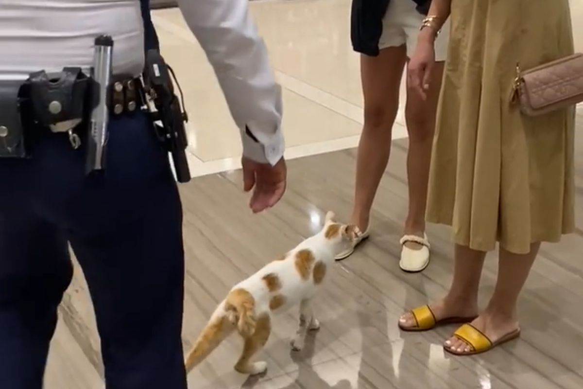 ▲浪貓闖入菲律賓的百貨公司納涼，見保全靠近秒投降撒嬌：「讓我待著嘛！」（圖／Youtube：ViralHog）