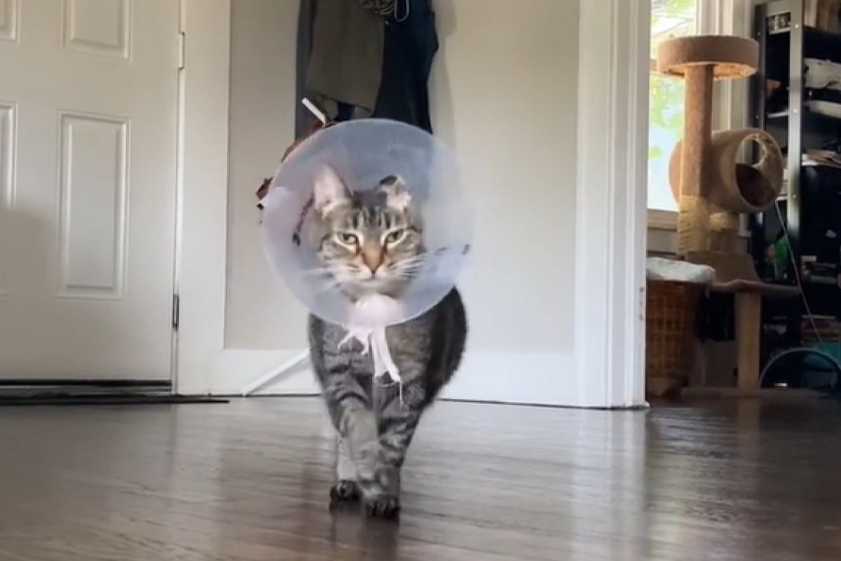 ▲戴羞恥圈一點也不羞恥！貓手術完自信走台步：「我現在超健康！」（圖／Instagram：acarlson）