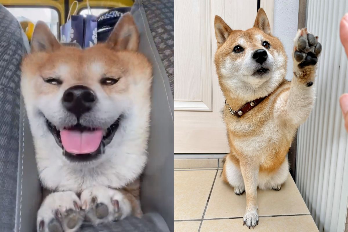 ▲小客車駕駛座旁邊擠出一片豆柴吐司，牠咧嘴燦笑：「出去玩囉」。（圖／Twitter：tazu29）