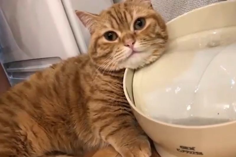 ▲日本一隻貓咪把寵物飲水機當成「美容SPA機」。（圖／推特帳號puuuutttyo）
