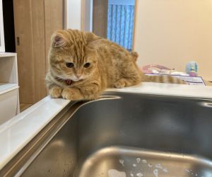 ▲「Putiko（ぷてぃこ）」從小就喜歡觀察流動的水，經常趴在流理台上看貓奴洗碗。（圖／推特帳號puuuutttyo）