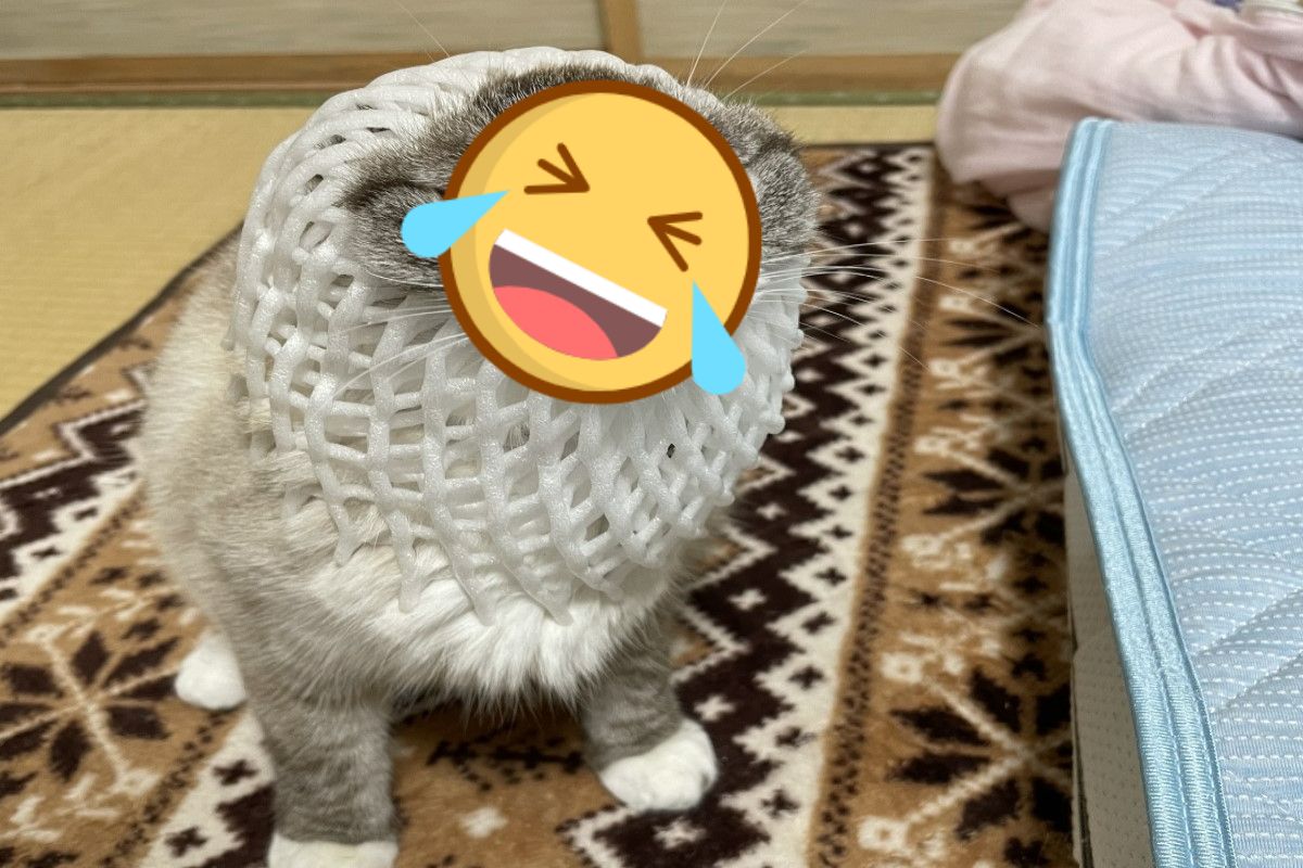 ▲日本一名飼主家中出現「類海豹」。（圖／推特帳號tomikopinkcats）