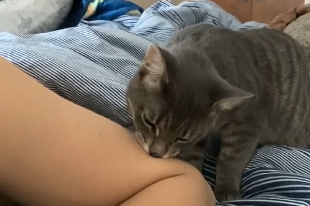 ▲人類太香太好吸！貓吸到一半被打擾　怒露「冰冷眼神」（圖／TiKTok：liamtimothy_）