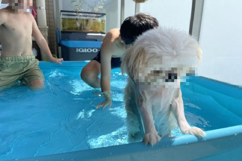 ▲日本一隻小白汪因為小主人放暑假在家戲水，流露出一股生無可戀的模樣。（圖／推特帳號mikandaisukisu）
