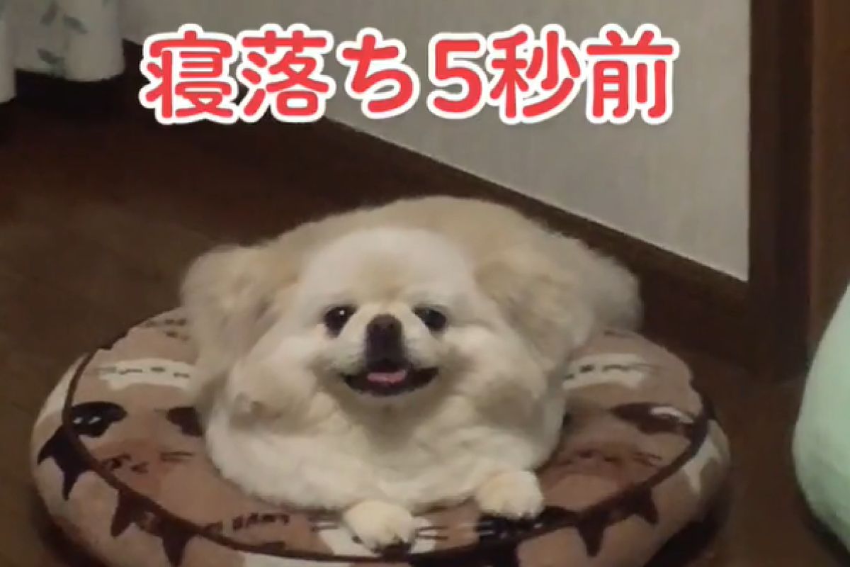 ▲入睡倒數5秒！小白狗徹底關機，網笑：「比想像的還要快」。（圖／TiKTok：dogcaresalon_blueberry）