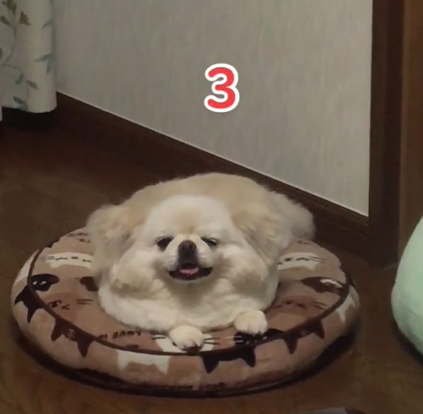 ▲倒數3秒時，Kari似乎已經睜不開眼睛了。（圖／TiKTok：dogcaresalon_blueberry）