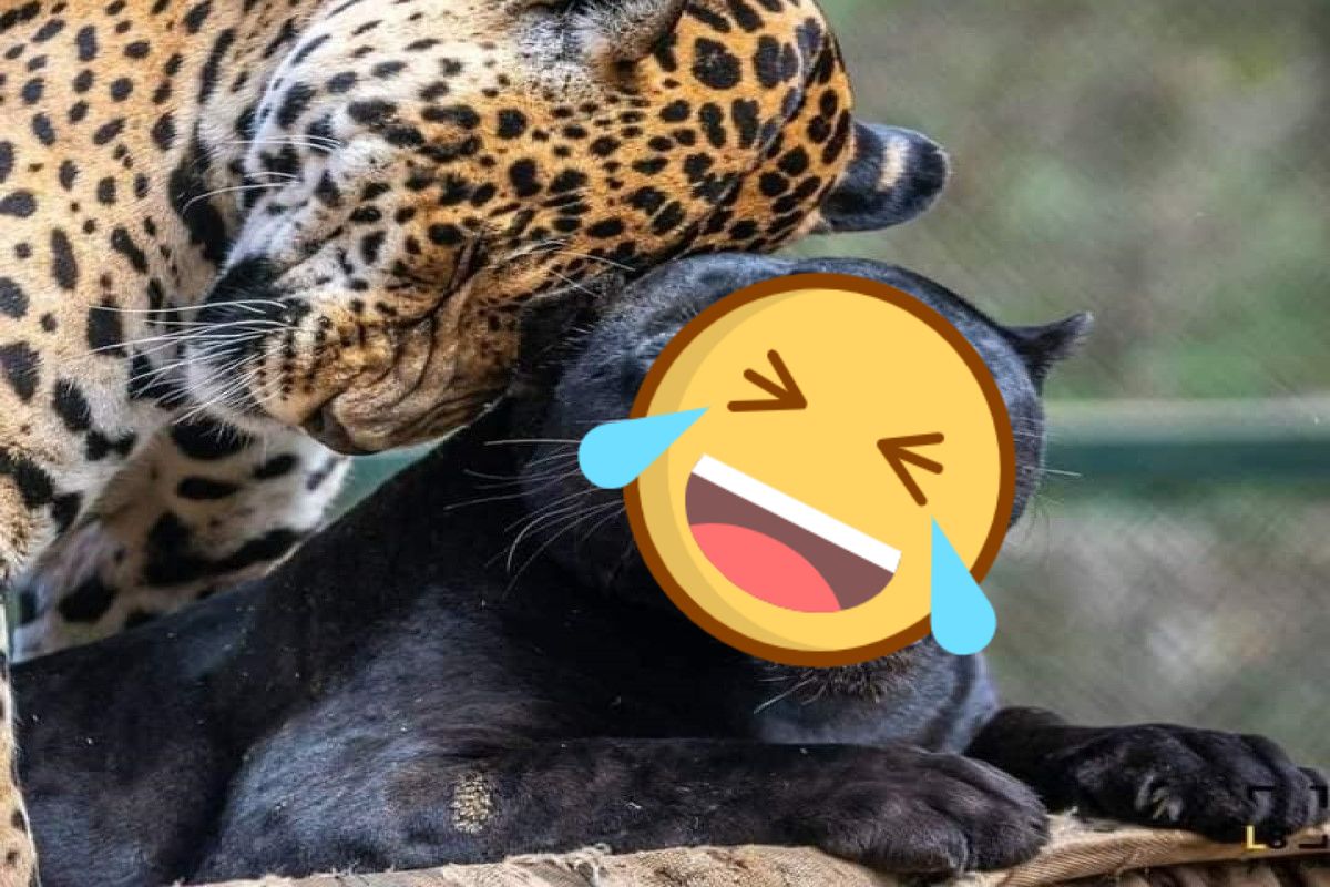 ▲一隻花豹長大後仍狂向黑豹媽媽撒嬌，讓牠有些吃不消。（圖／FB帳號Lăng SB）