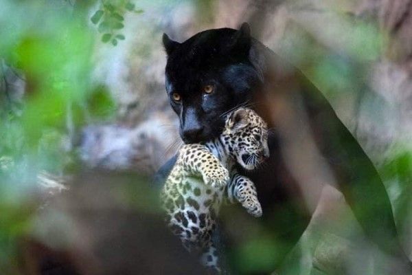 ▲越南一間動物園裡有一隻黑豹多年前生下一隻花豹寶寶。（圖／FB帳號Lăng SB）