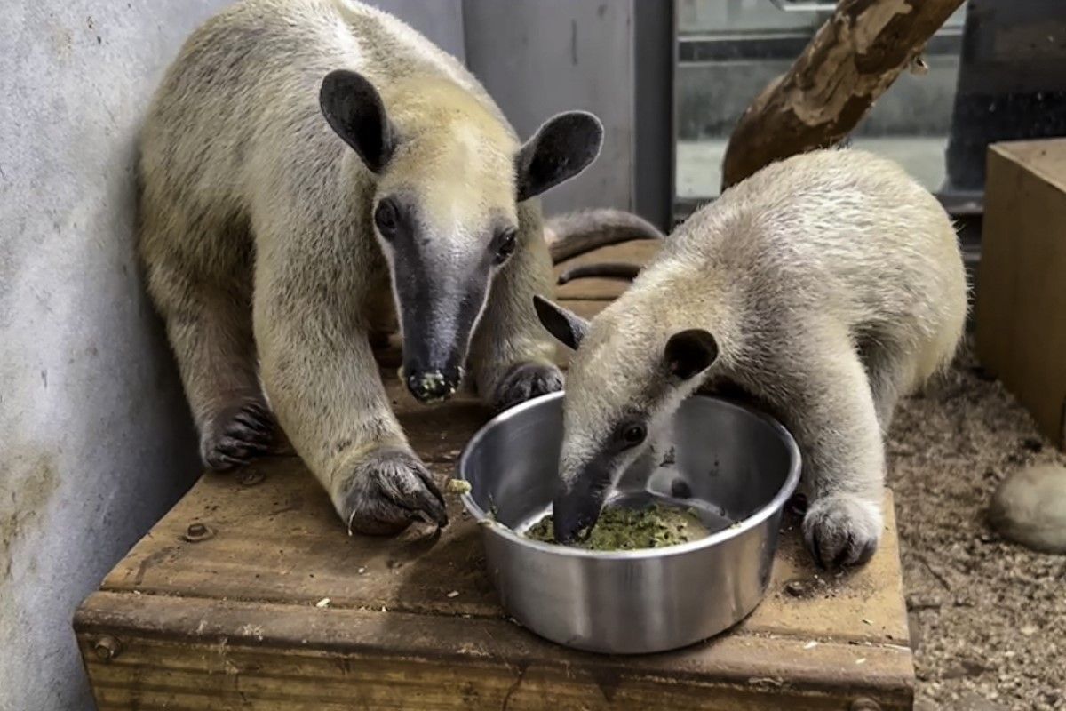 ▲小食蟻獸照養眉角多，北市動物園呼籲：「愛牠就不要養牠」。（圖／臺北市立動物園授權提供,劉聰毅攝）